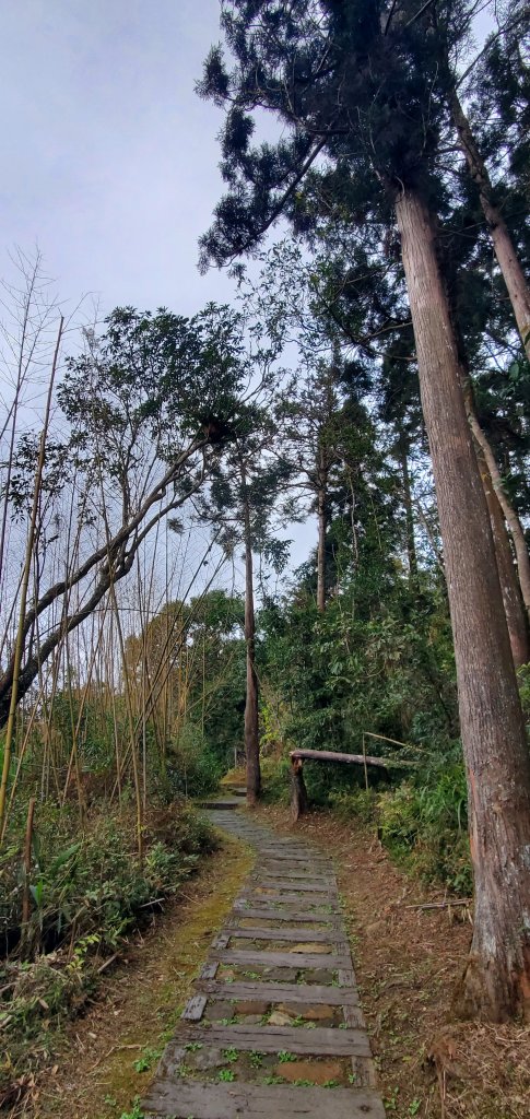 2025-01-18頂石棹步道群_2694157