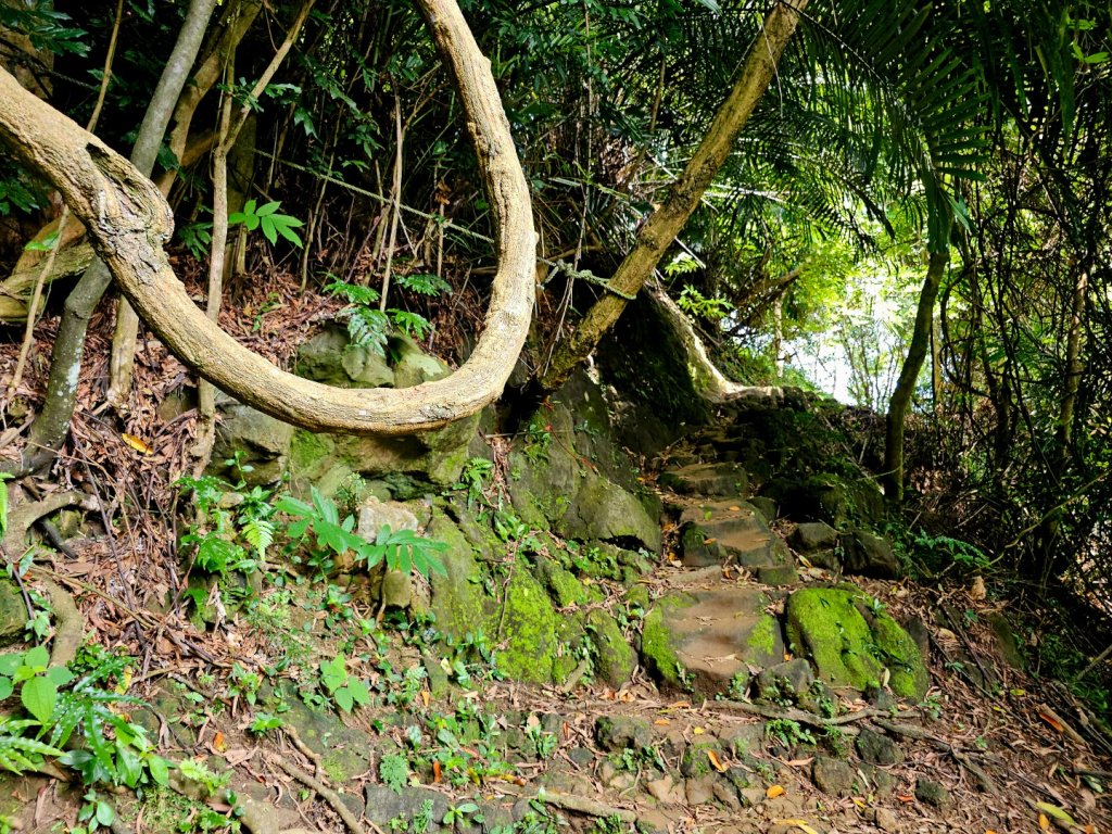 六寮古道-2025森遊竹縣皮皮獅探險隊封面圖