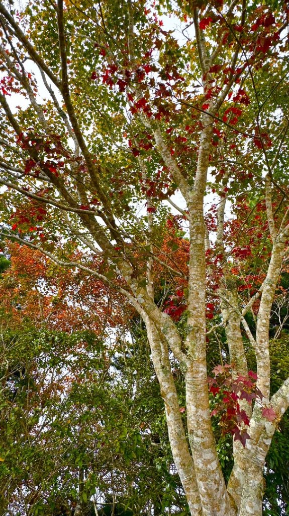 馬那邦山O走_2370087