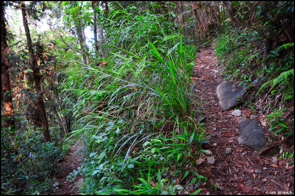 馬崙山..華麗的森林步道..谷關七雄 _350407