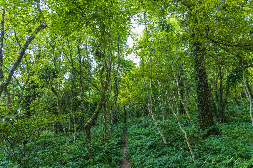[花蓮]初音山_2551474