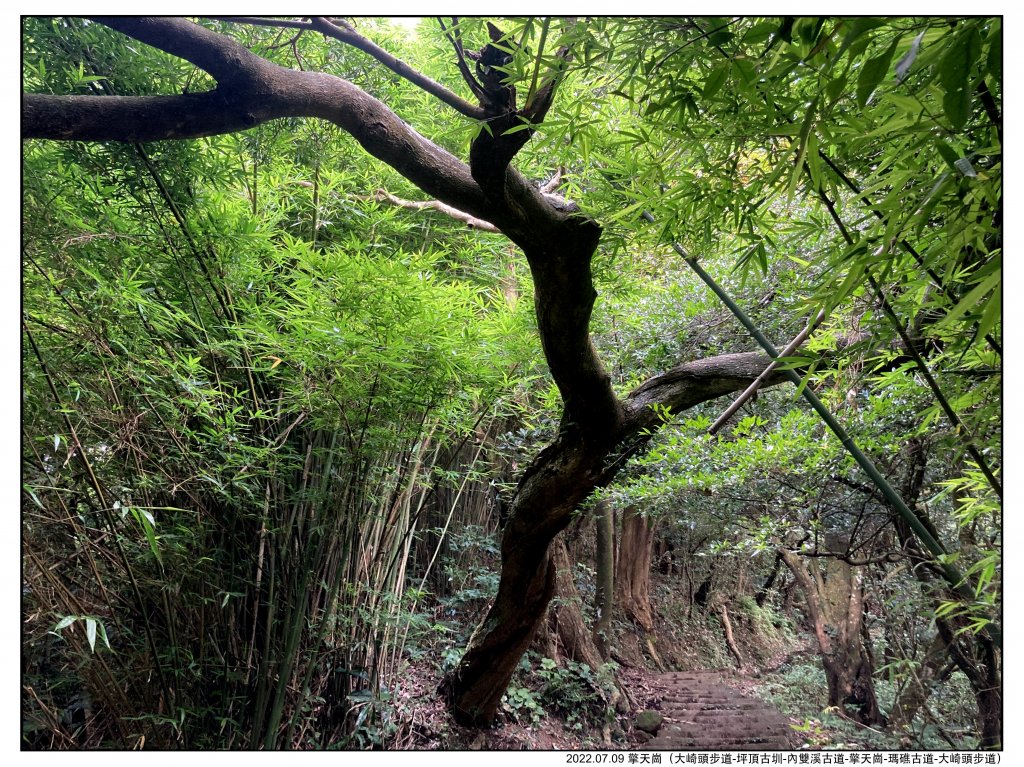2022.07.09 〖大崎頭步道〗〖內雙溪古道〗【擎天崗】〖瑪礁古道〗【新圳頭山】〖大崎頭步道〗_1775221
