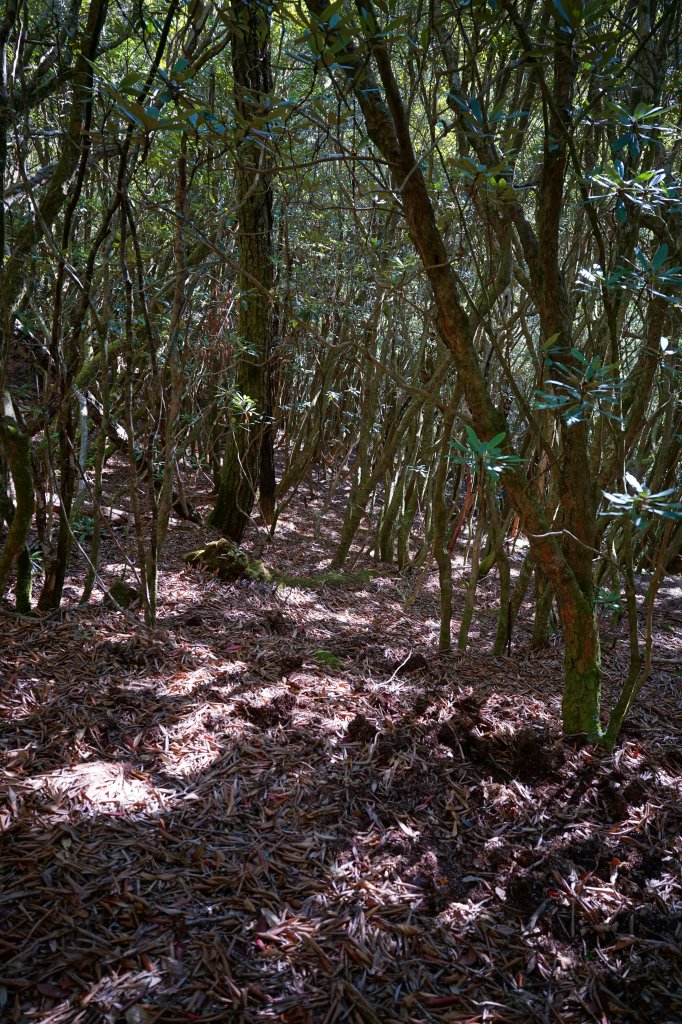 【沒有】【倚天劍】_2985251