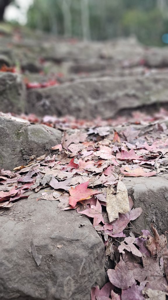 【馬年走馬山，馬到就成功！】🐴馬年馬路要走，馬那邦🏔️也要登！O繞11K，爬升900M，🥾腿在_2977180