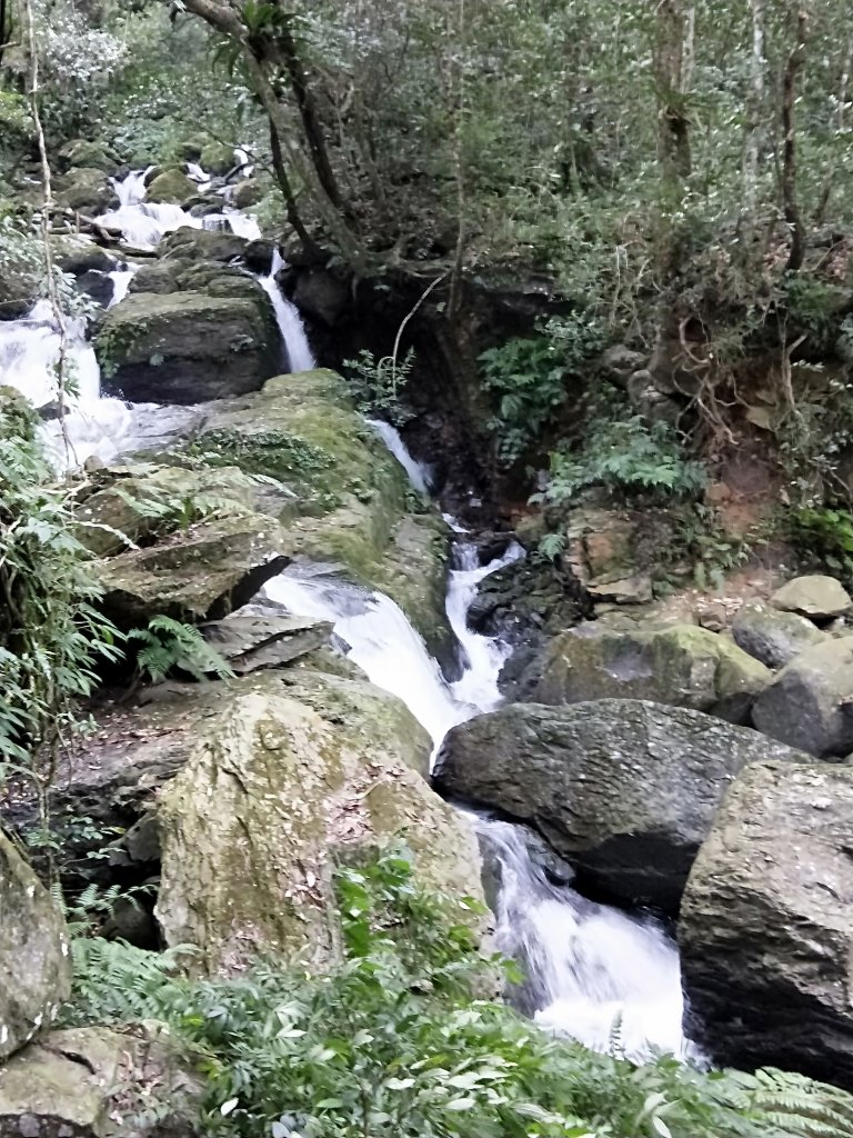 20201025 雲森瀑布，卡保山山毛櫸_1145432