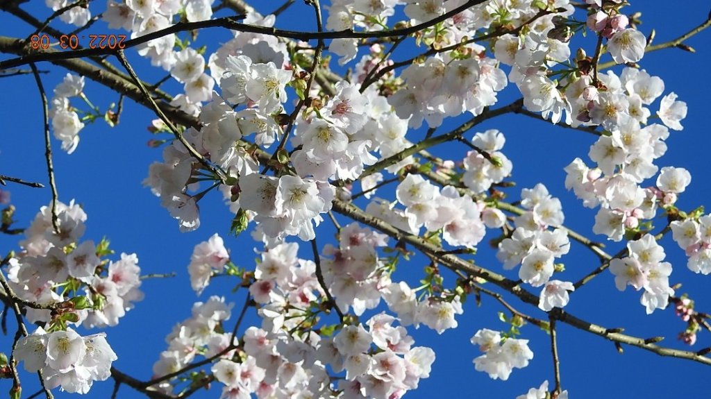 春暖花開，鳥語花香_1634010