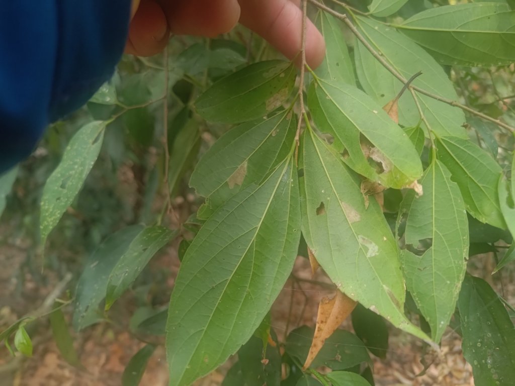 大埔頂坪林_2470151