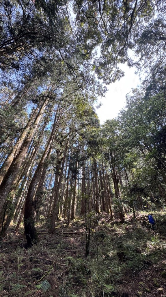 水漾森林+瞑月神木_2768879