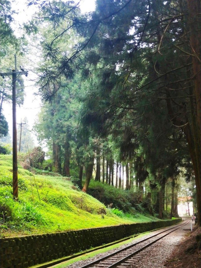 塔山步道阿里山森林鐵路_909596