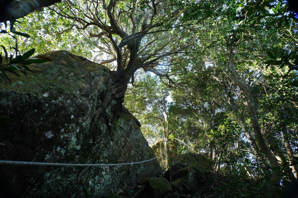 新竹 關西 福大山、彩和山、高甫山_2988293