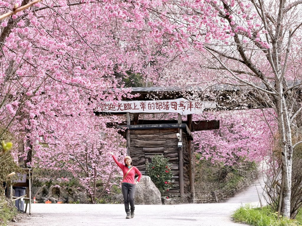 司馬庫斯巨木步道+櫻花祭20260219_3009460