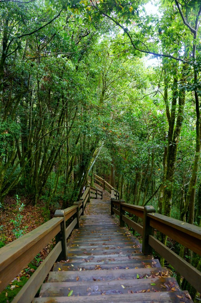 檜山巨木森林步道_481602
