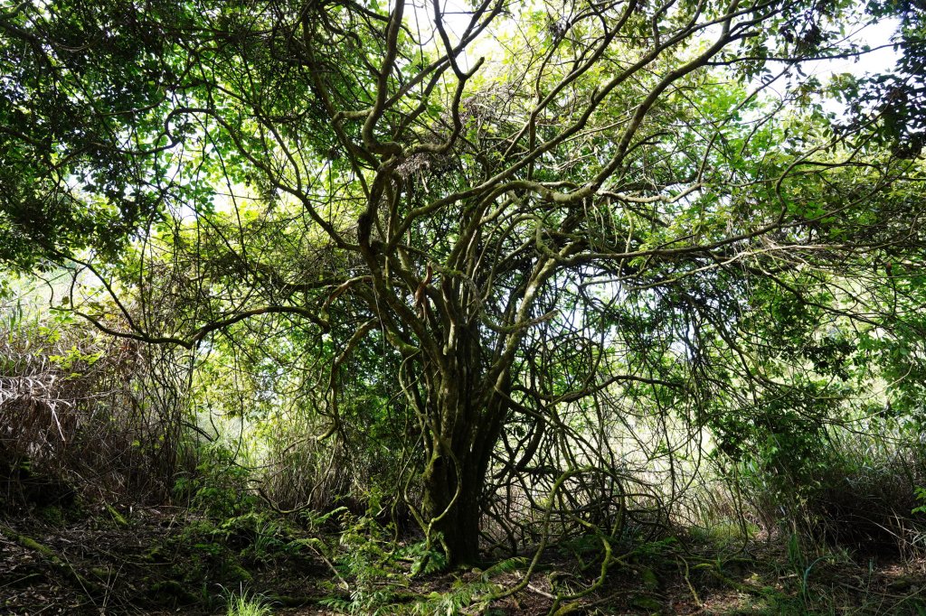 台中 和平 馬崙山_2796949