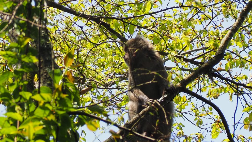 《台中》訪一葉蘭｜大雪山210林道（船型山林道）上烏石坑山20230412_2111481