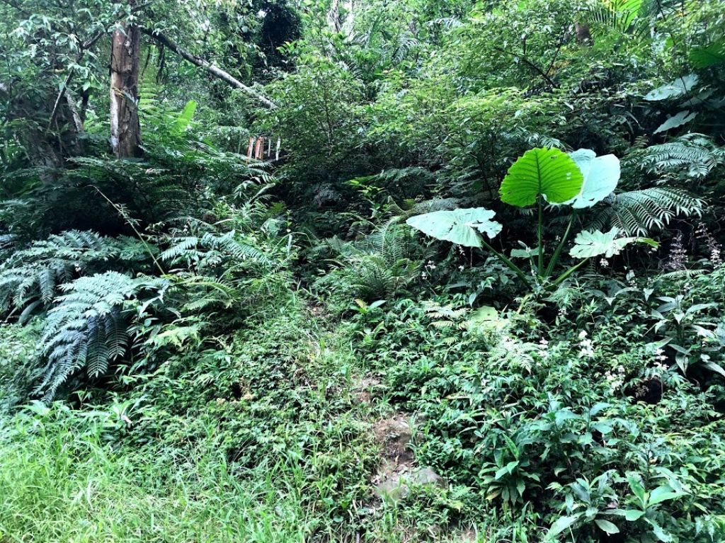 金面山 13分山 金山面山 O型_390189