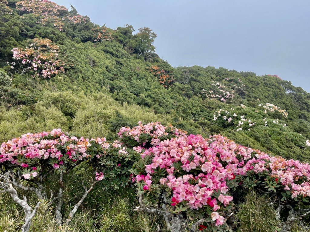 1130519合歡東峰杜鵑花_2509104