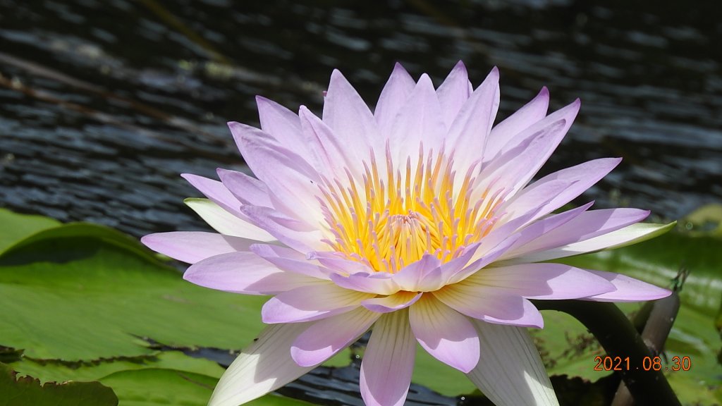 貢寮巡田水 - 桃源谷步道草嶺線來回走&龜島曉日_1449352