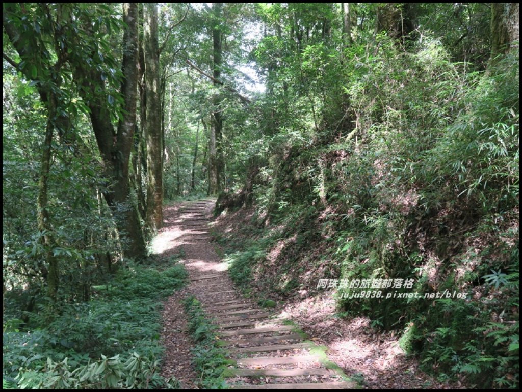 嘉義。特富野古道。鐵道森林最美的步道_422591