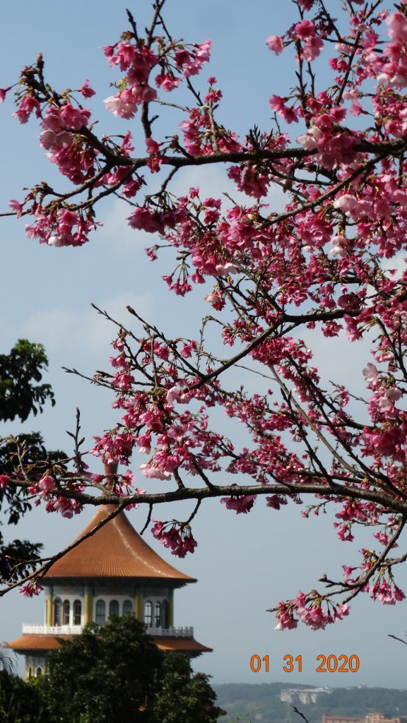 追花是簡單的快樂，賞花是恬淡的幸福3_819042