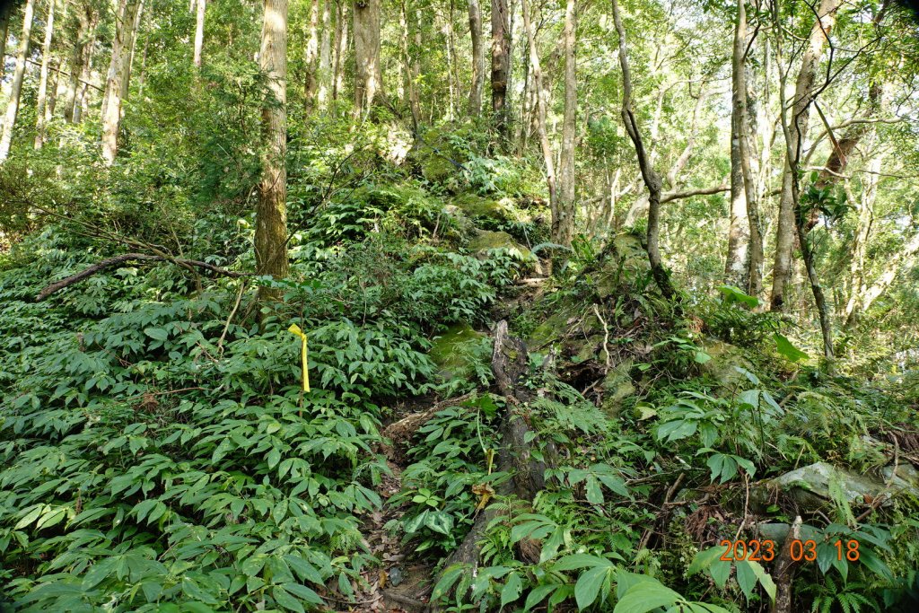 新竹 關西 馬武督山、蓮包山_2076578