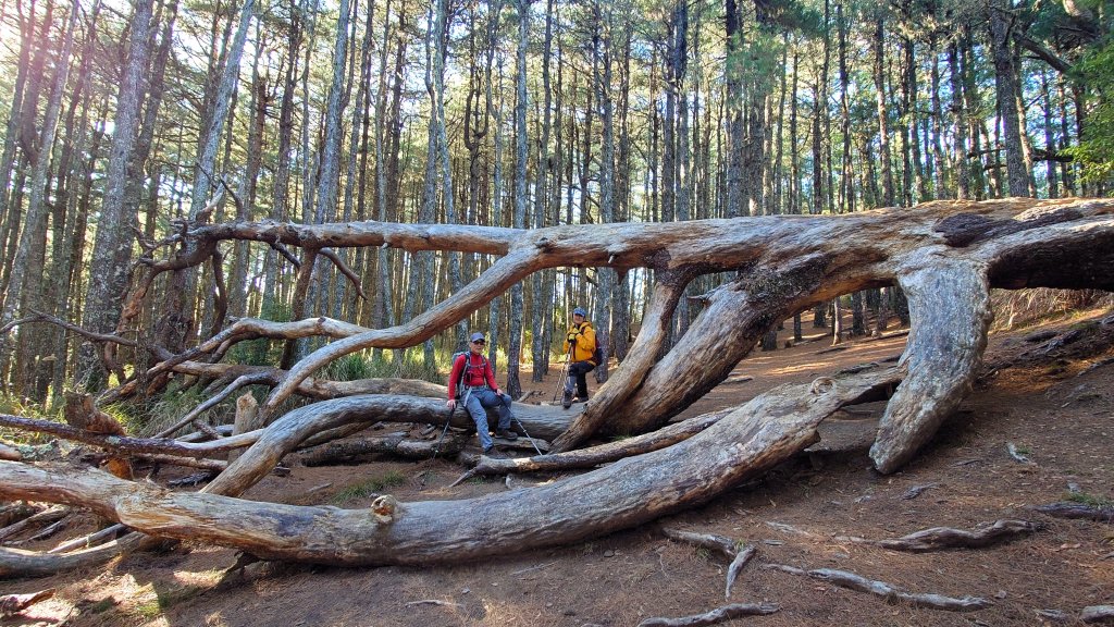 五星級松針步道的平多縱走封面圖