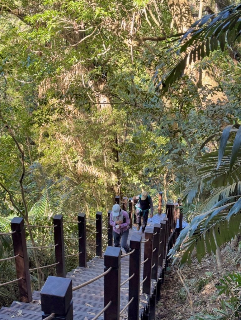 雪山坑登山步道尋巨人_2978420