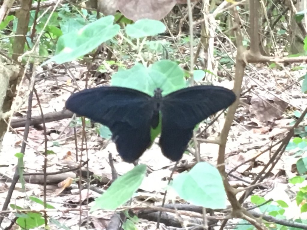 190721 貓仔們竹南海濱騎車行_657253