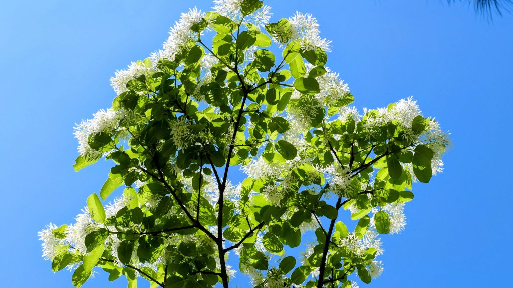 三月流蘇。廉恥_2747541