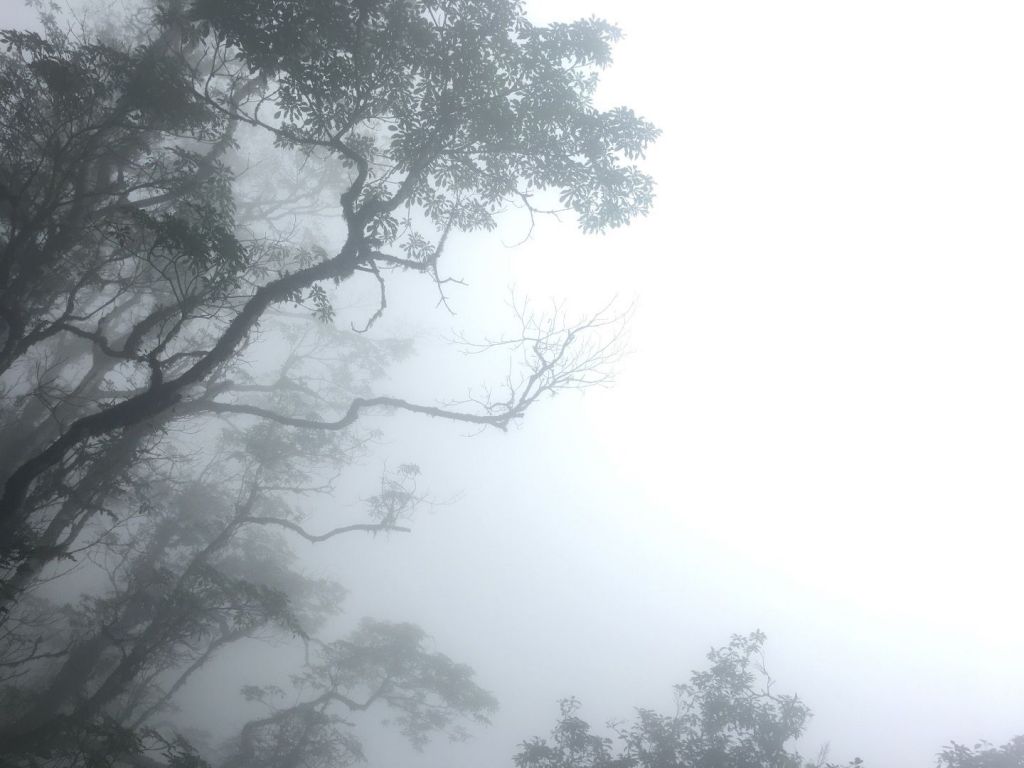 觀霧檜山巨木森林步道_171702