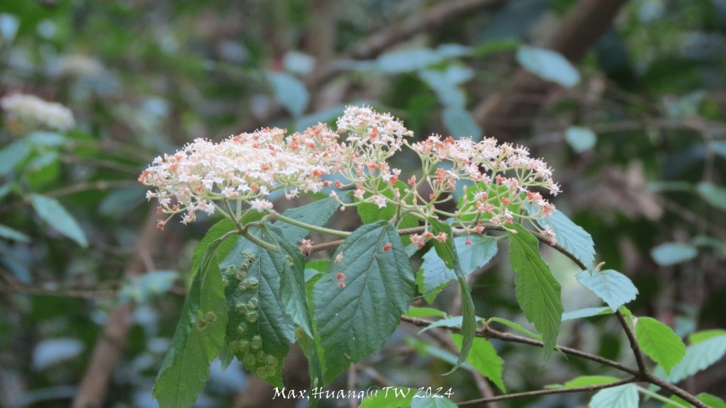 《苗栗》茶園古道｜三義登三義山慈濟山（三通嶺啟登）20240405_2472204