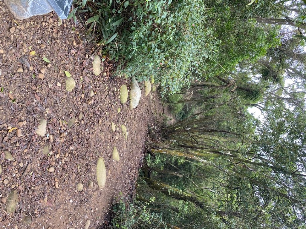 苗栗三義-三員縱走_2616488