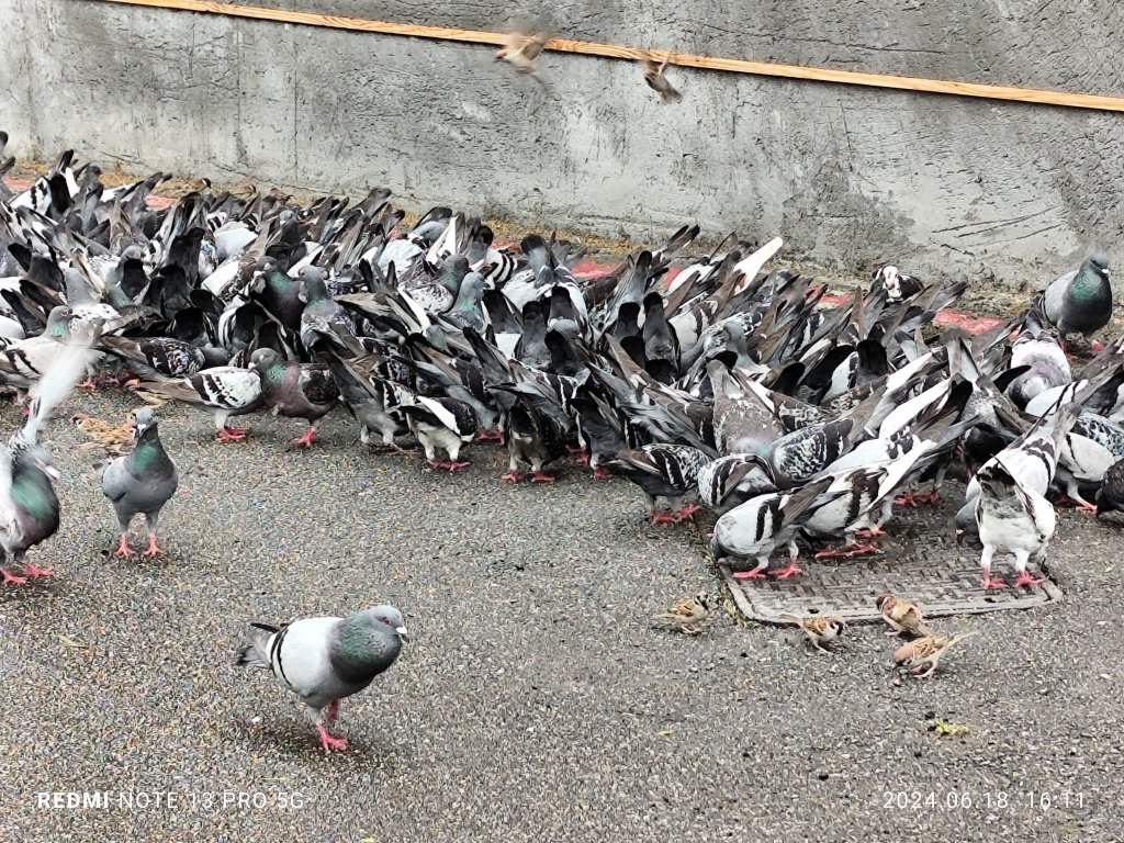 圓山花博健走步道、中山區上班族健走步道、臨濟護國禪寺【走路趣尋寶，全臺齊步走】_2530409
