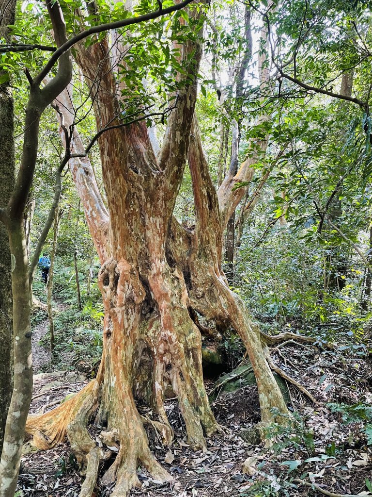 2020/03/12 那結山＆貴妃山 O形縱走_1650298