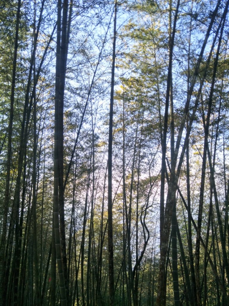 集集大山_2013992