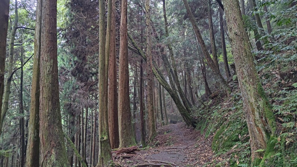 檜山巨木群_2918005