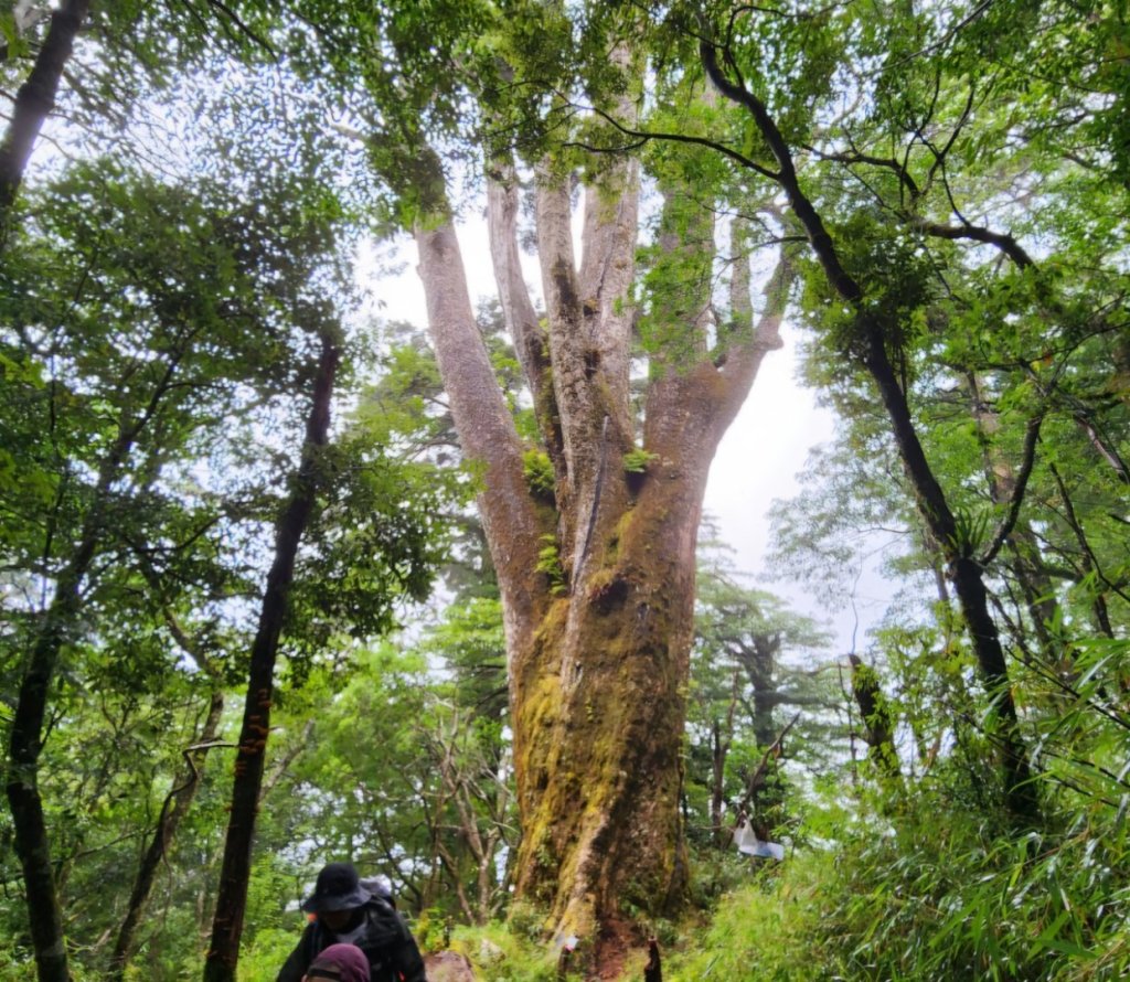 【中級山縱走】觀雪縱走（雪見大板根，仰天神木，北坑山，司馬限林道）_2741225