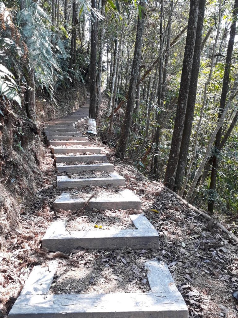 南投魚池澀水生態步道20190409_563533