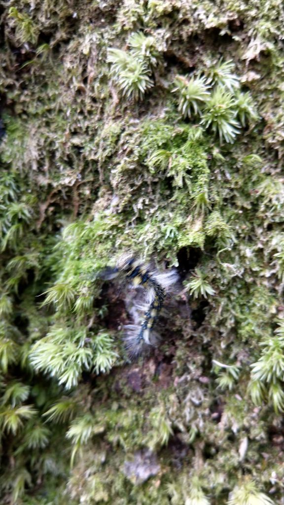 鵝公髻山之花_400760