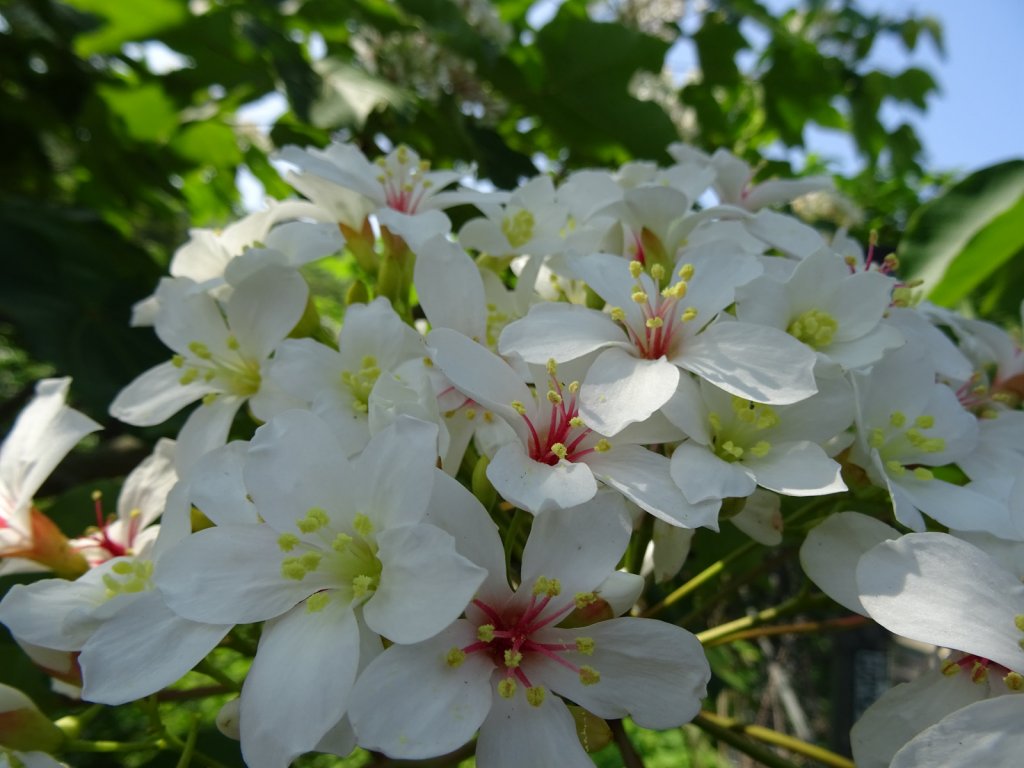 三義/挑炭古道桐花封面圖