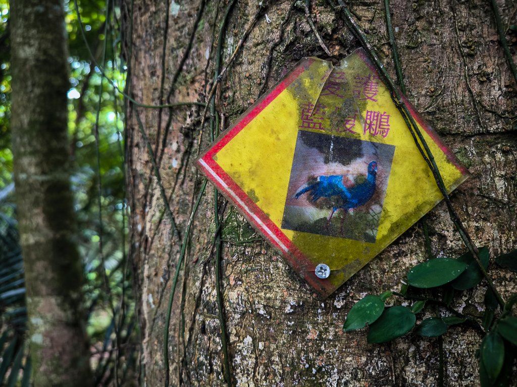 2024-04-20 新石門山、銃庫山（高峰點）、新田山_2486002
