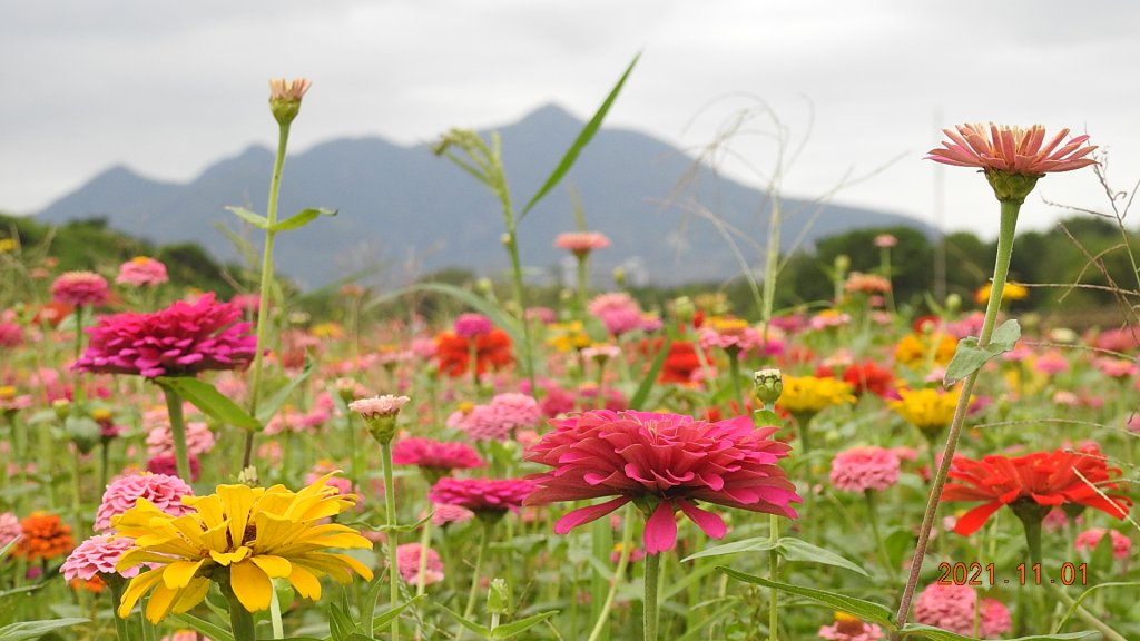 花花世界_1500889