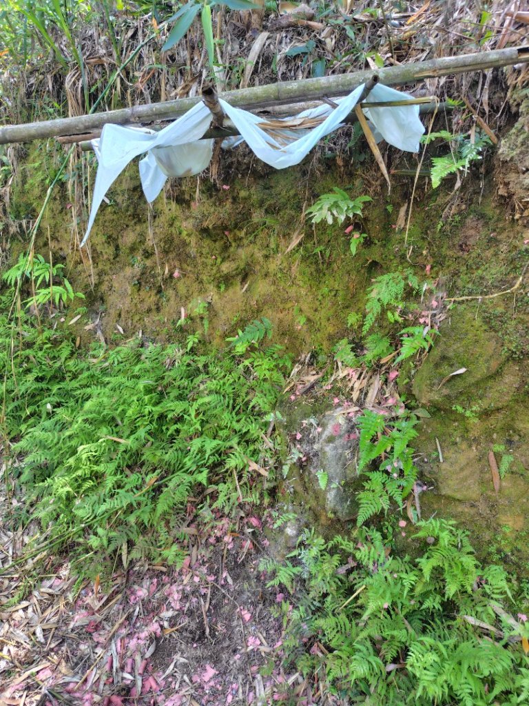 達娜伊谷-里美避難步道-巨石板步道-約富霓_2788529