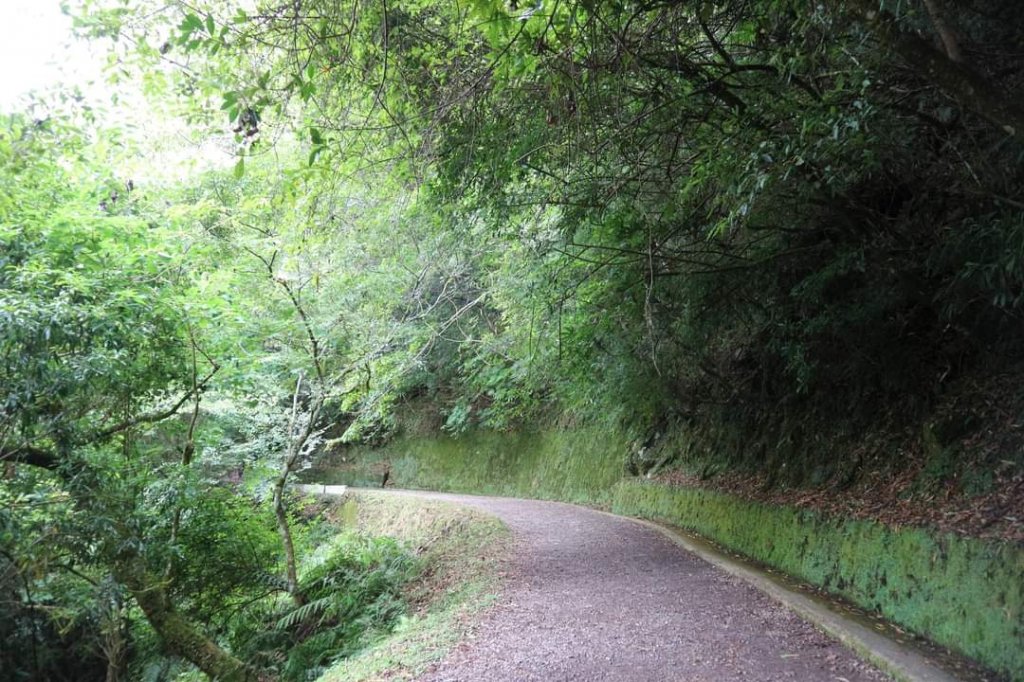 〔桃園復興〕拉拉山巨木，史詩級魔幻森林，75公頃紅檜 扁柏森林浴_2236943