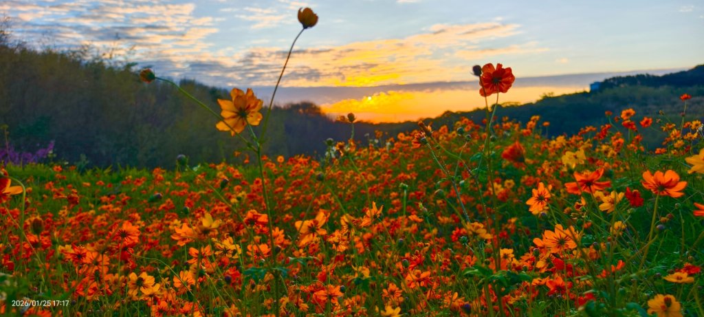 #平菁街 #鵝尾山梯田 #廣佑聖王廟 #寒櫻巷 #夕陽 1/24&25_2987740