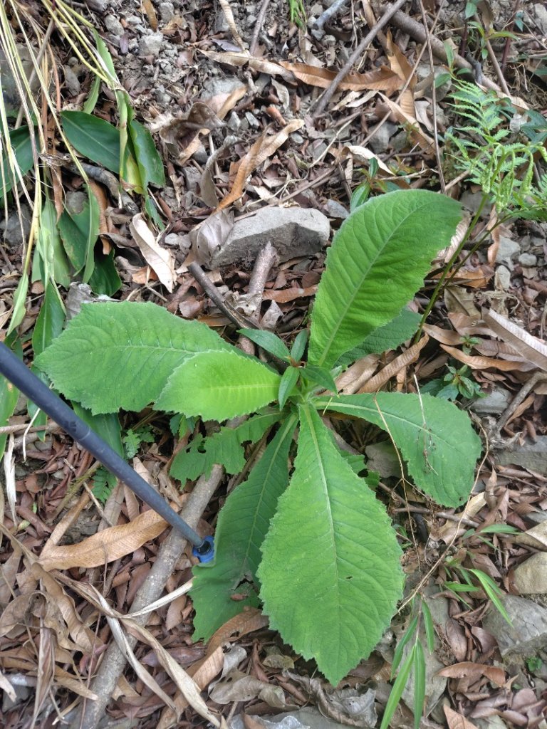 大竹溪山連走鞍輪名山_3006914