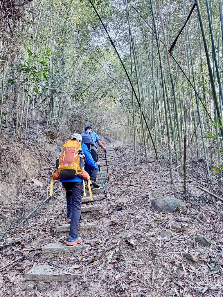 再訪八通關社寮古道登陳東坑山    2025.11.25_2946100