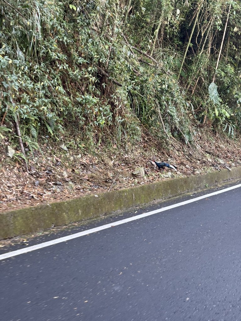 20251225塔山步道(大塔山)_2970214