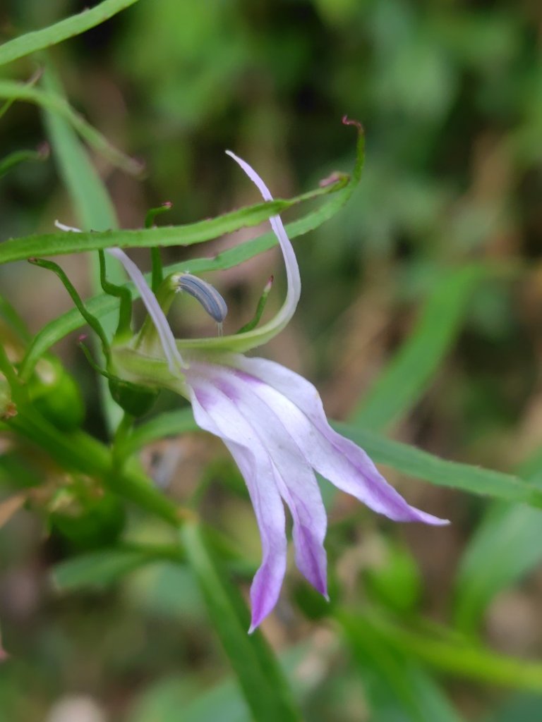 多納六秀 京大山封面圖