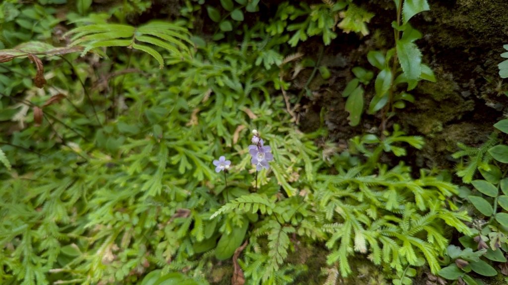孝子山步道 (慈母峰+普陀山)_2773640