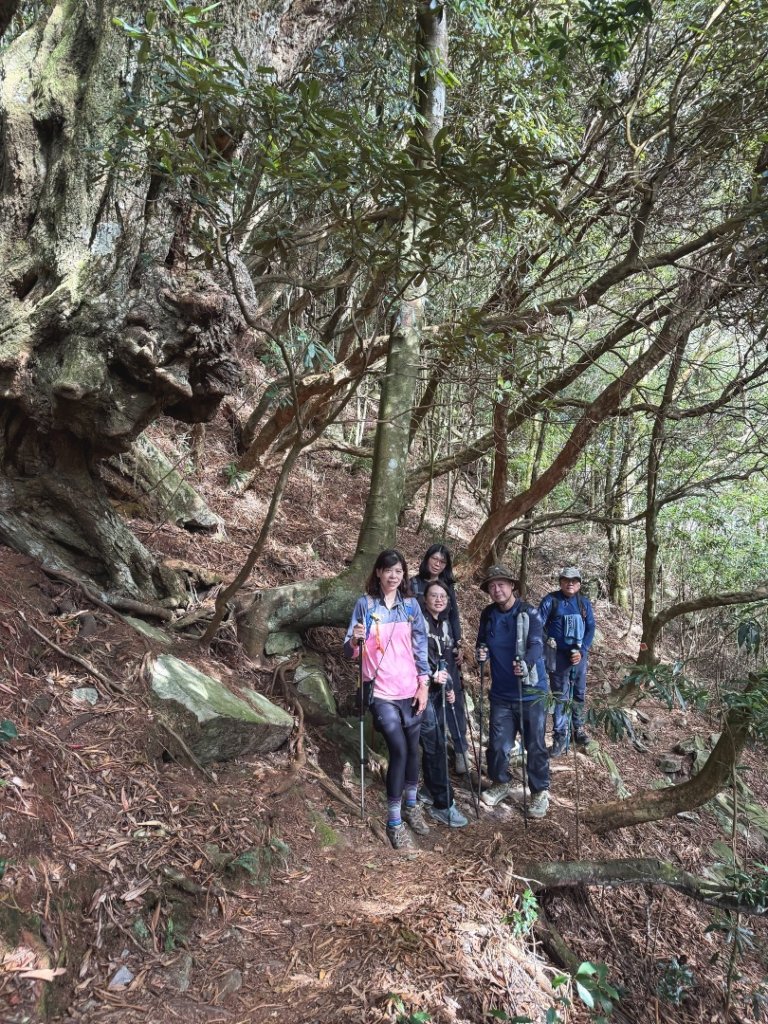 鳶嘴稍來步道賞楓季 ，大雪山門票優惠到12/31！_2969544